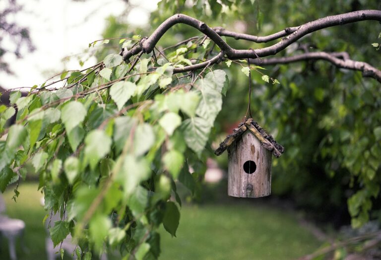 PV Vogelhaus testen und erleben wie Naturaufnahmen im Garten gelingen Solarbetriebenes Vogelhaus mit integrierter Kamera für beeindruckende Naturaufnahmen im Garten